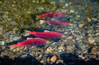 Spawining Sockeye Salmon in Swimming Shallow Creek