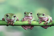 Australian green tree frogs