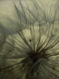 Fototapeta Dmuchawce - Dandelion on a gray background macro. Fluffy. Selective focus