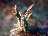 nudibranch