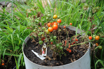 Sticker - A closeup of green raw tomatoes with green leaves turning red in a metallic container