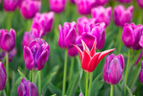 Fototapeta Tulipany - Blooming Tulips. Spring floral background. Field of bright beautiful tulips close-up. Pink and purple tulips at a flower festival in Holland. long banner