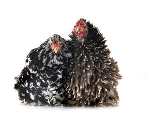 Poster - Pekin Bantam in studio