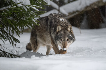 Wall Mural - A large seasoned gray wolf sneaks out from behind a green spruce. The attentive predator looks directly into the camera. Winter day. Close-up. Big hunting games.