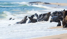Lot Of Seals In Water Splashes In The Waves