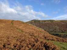 Rolling Hills With Brown Fern And Heather In Autumn