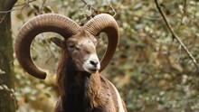 Wild Ram With Big Horns, Animal In Untouched Nature, Mouflon In Forest, Wild Sheep Wildlife