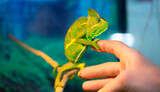 Beautiful Chameleon closeup isolated on white background. Multicolor beautiful reptile chameleon with colorful bright skin. The concept of disguise and bright skins. Exotic tropical animal.