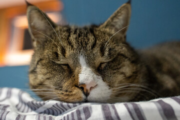 Sticker - Closeup shot of a gray striped cat sleeping on the bed