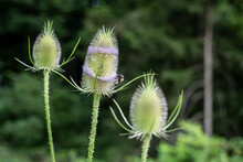 The Prickly Inflorescence Of A Wild Teasel With A Bumble Bee
