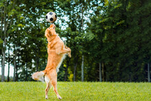 Soccer Player Golden Dog Retriever Play A Soccer Ball On The Grass, Meadow At The Summer Park Outdoors.
