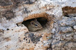 chipmunk in a hole in a tree log