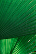 © Isaac - Fondo abstracto, textura hojas palmera, tropical