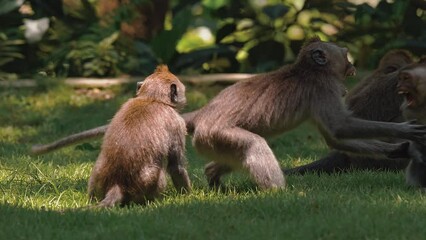 portrait of cute monkey on branch looking at camera. cute baby ape eating fruits hanging in liana in