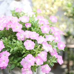 Wall Mural - Pink petunia flower at outdoor