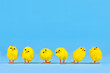 Small decorative easter chickens in a row on blue background
