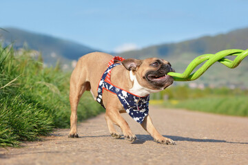 Wall Mural - French Bulldog playing tug with green spiral dog toy