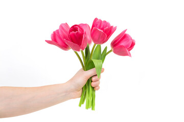 Woman hand with tulips flowers. Isolated on white