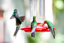 Grenn Hummingbirds Eating In A Bird Feeder, Heliodoxa Jacula, Green-crowned Brilliant