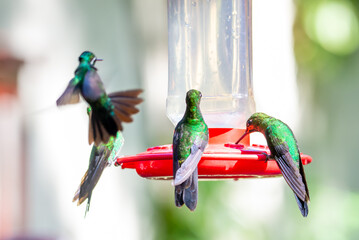 Sticker - Grenn hummingbirds eating in a bird feeder, Heliodoxa jacula, Green-crowned brilliant