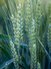 Poster - A vertical macro shot of a wheat on a blurry background of a green field