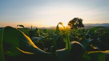 green maize corn in plantation cornfield in the evening and light sunset, crops in agriculture, animal feed agricultural industry, Crane shots and Tilt-up camera