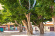 Indian laurel, a huge ficus tree on the constitution plaza of San Sebastian de La Gomera. The city is the capital of the island. On the plaza there are numerous restaurants and cafes  
