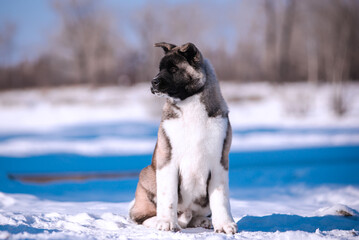 Wall Mural - The dog portrait in the flowers of a willow. American Akita puppy in winter in the snow
