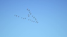 Birds Flying In V Formation. Flock Of Birds In V Shaped Flight Formation Migrating Together. Concept For Leadership And Teamwork. 