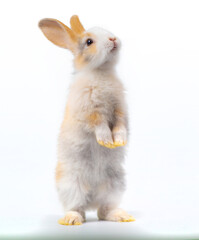 Three-colored new-born rabbit standing and looking at the top. Studio shot, isolated on white background