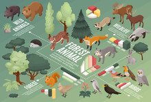 Forest Animals Infographic Composition