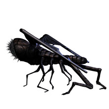 3d-illustration Of A Black Isolated Horror Fantasy Alien Insect