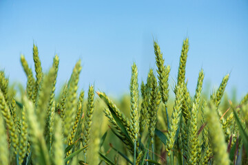 Wall Mural - Wheat grain is used for wheat bread, beer some whiskeys some vodkas and animal fodder - selective focus