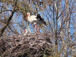 Wall Mural - Stork in nest high on top of leafless larch tree in early spring in the biggest white stork 'Ciconia ciconia' colony in the Baltic states - Matisi, Latvia 