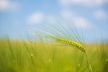 Wall Mural - Barley grain is used for flour, barley bread, barley beer, some whiskeys, some vodkas, and animal fodder.