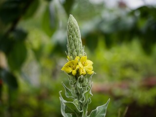 Wall Mural - Mullein Plant in Flower 