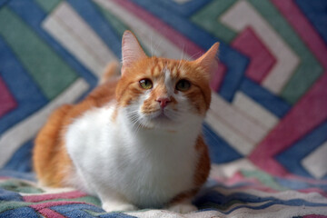 Wall Mural - beautiful red and white shorthair cat