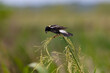 A Bobolink feeds while perching on a wild rice stalk