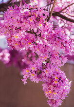 Pink Blooming Tree In Los Angeles. Amazing Spring Colors And Natural Beauty. 