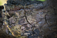 Colours Of Decaying Wood