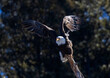 © swkrullimaging - Bald Eagle in Eleven Mile Canyon