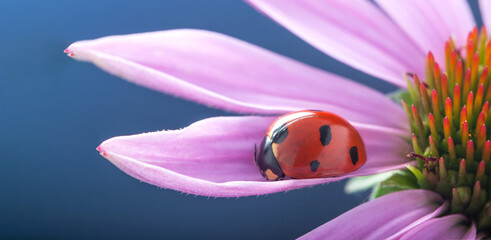 Wall Mural - red ladybug on Echinacea flower, ladybird creeps on stem of plant in spring in garden in summer