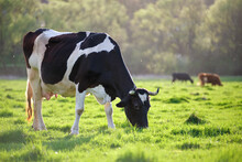 Milk Cow Grazing On Green Farm Pasture On Summer Day. Feeding Of Cattle On Farmland Grassland
