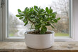 © Maren Winter - Crassula ovata, known as lucky plant or money tree in a white pot in front of a window on a rainy day, selected focus, narrow depth of field