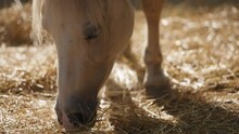 Close Up Of A White Horse Eating Hay On The Ranch. Slow Motion, Close Up.