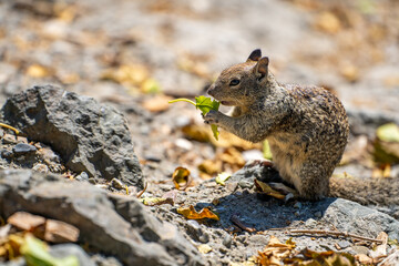 Wall Mural - California ground squirrel (Spermophilus beecheyi) holding a leaf in its paws. Wildlife photography.