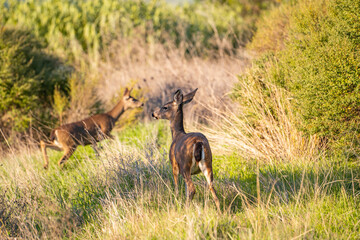 Wall Mural - Two California Mule Deer (Odocoileus hemionus californicus) graze in the meadow. 