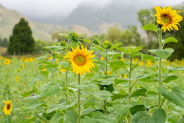 Poster - Field of bright yellow sunflowers