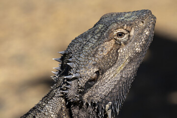 Canvas Print - A closeup of an eastern bearded dragon (Pogona barbata)