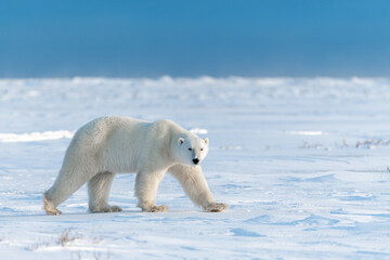 polar bear in canadian arctic